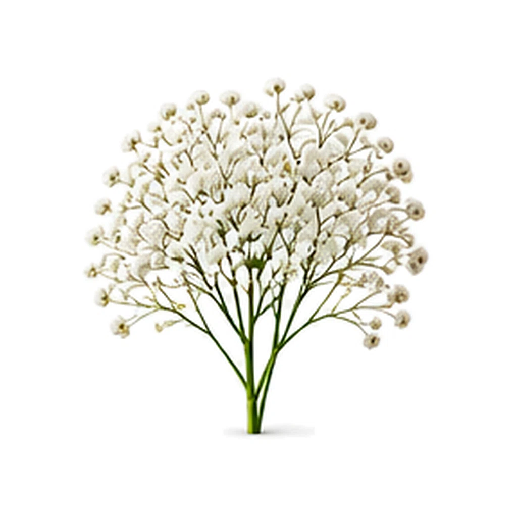 Fotorealistický štúdiový záber kvetu Gypsophila na bielom pozadí bez textu