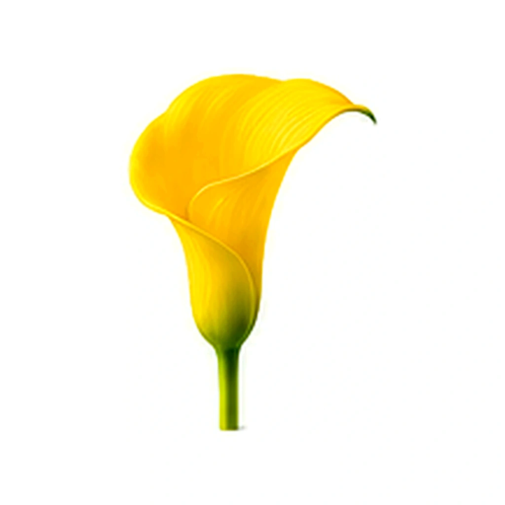 Fotorealistický štúdiový záber kvetu Zantedeschia na bielom pozadí bez textu